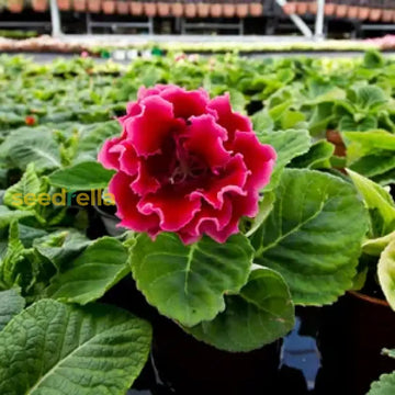 Sinningia Gloxinia Flower Seeds For Vibrant Indoor And Outdoor Blooms