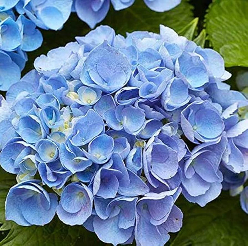 Sky blue green geranium seeds for planting