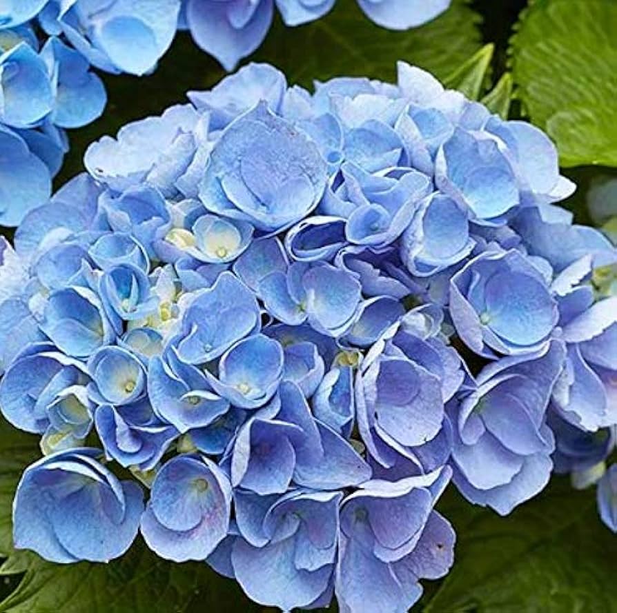 Sky blue green geranium seeds for planting