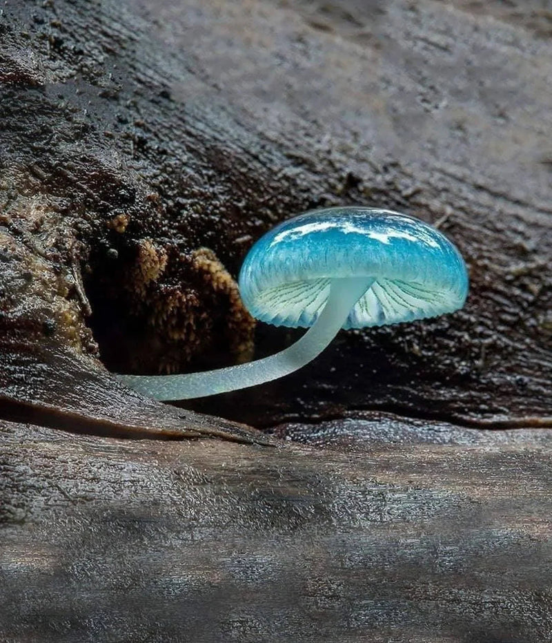 Sky blue mushroom seeds for planting