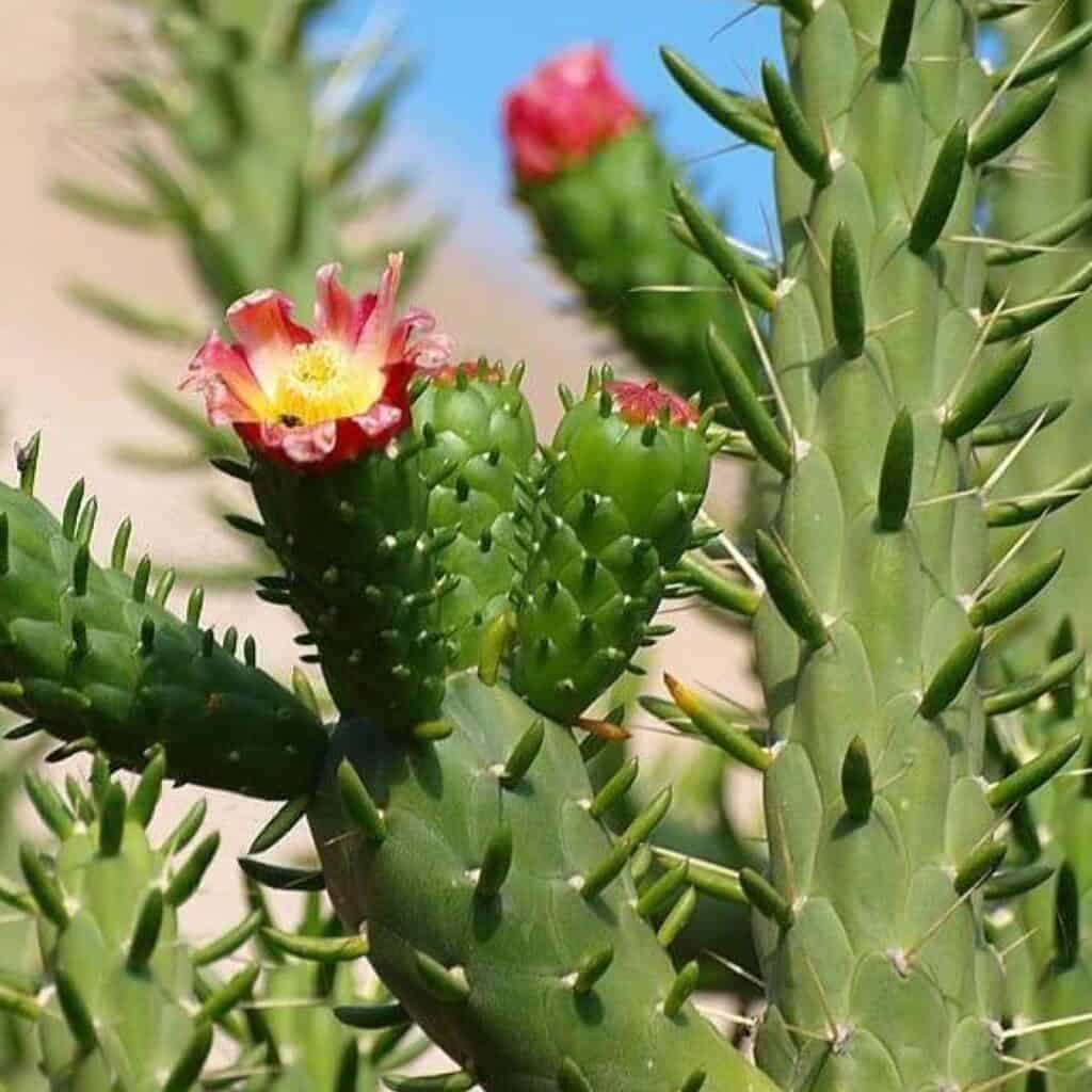 Green Austrocylindropuntia Flower seeds for Planting - Cottage Garden Essential, Heirloom & GMO Free Seeds for Home Garden