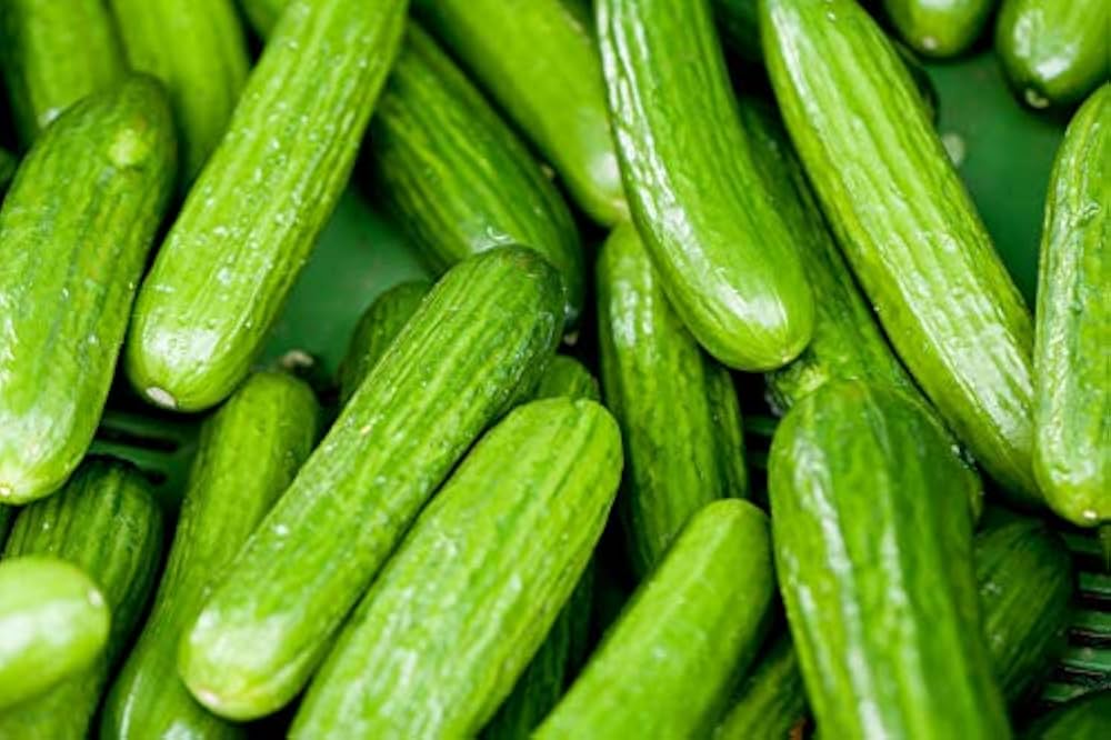 Long crisp cucumbers grown from SMR58 seeds