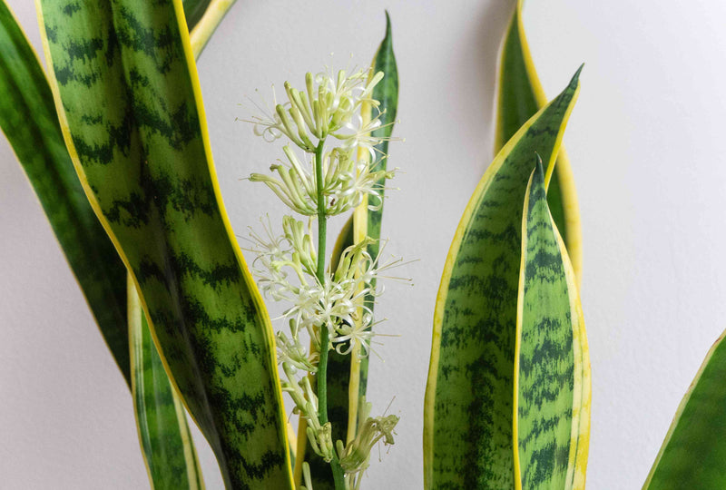 Green Sansevieria Flower seeds for Planting - Wildflower Mix, Heirloom & GMO Free Seeds for Home Garden