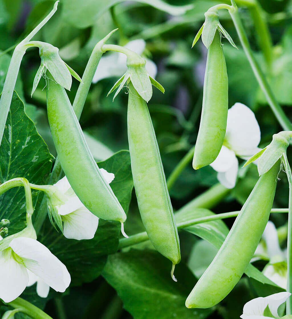 Snap pea seeds for planting in home gardens