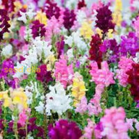 Snapdragon Flower Seeds For Planting  Colorful Annual & Biennial Garden Blooms