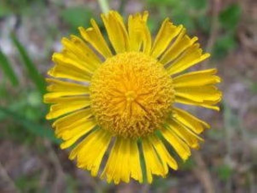 Autumn Sneezeweed plant blooming in a home garden