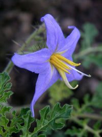 Solanum flower seeds for colorful garden blooms