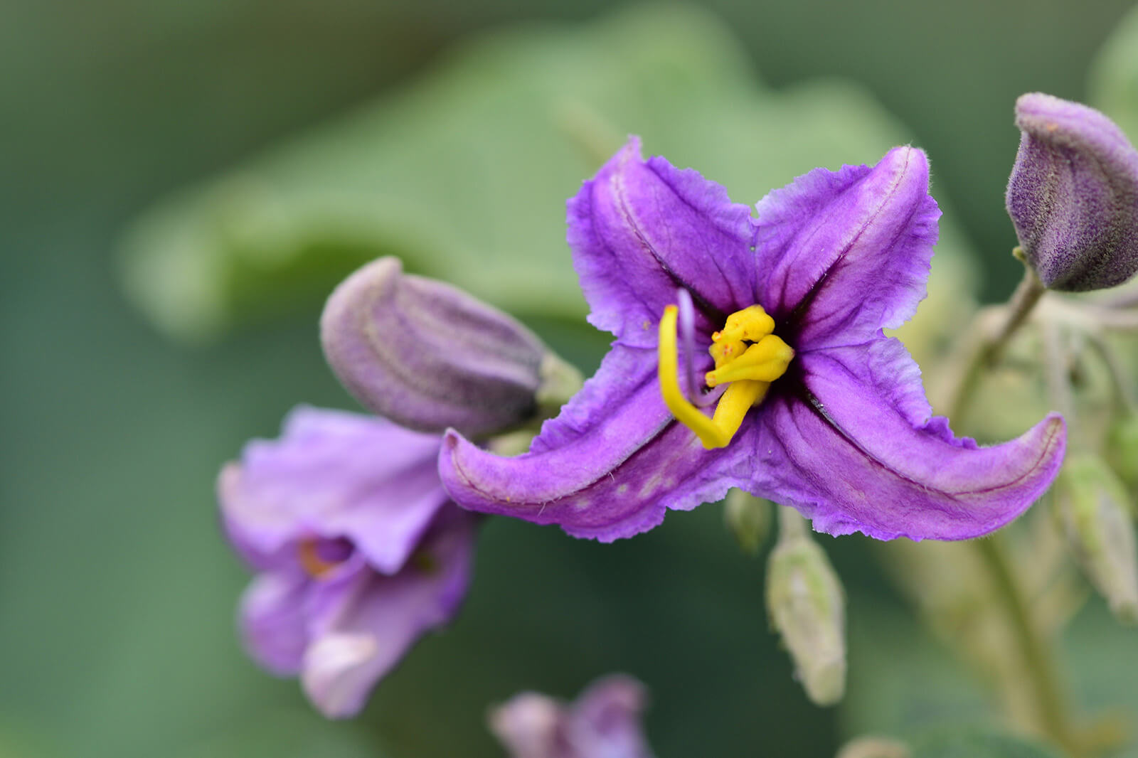 Solanum seeds for borders, beds, and containers