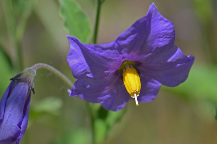 Solanum seeds for borders, beds, and containers