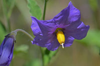 Solanum seeds for borders, beds, and containers