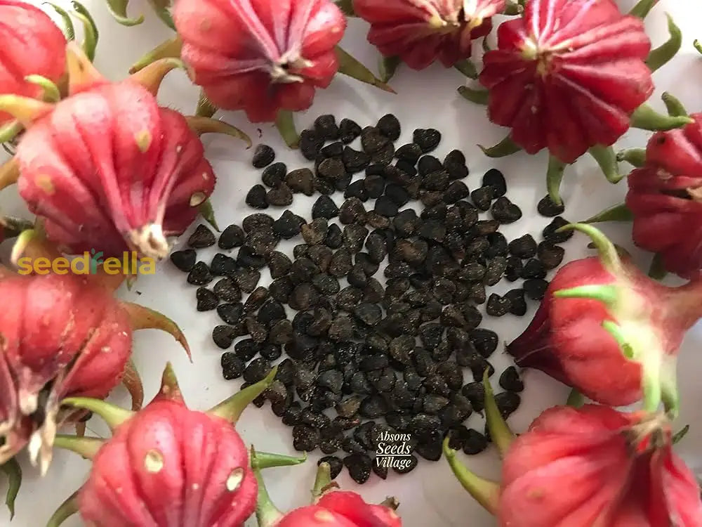 Sorrel Flower Planting Seeds - Grow Fresh Herbs At Home
