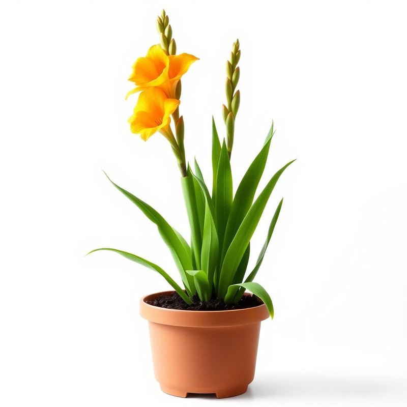 Gladiolus Yellow Orange Flower seeds for Planting - Cut Flower Favorite, Heirloom & GMO Free Seeds for Home Garden