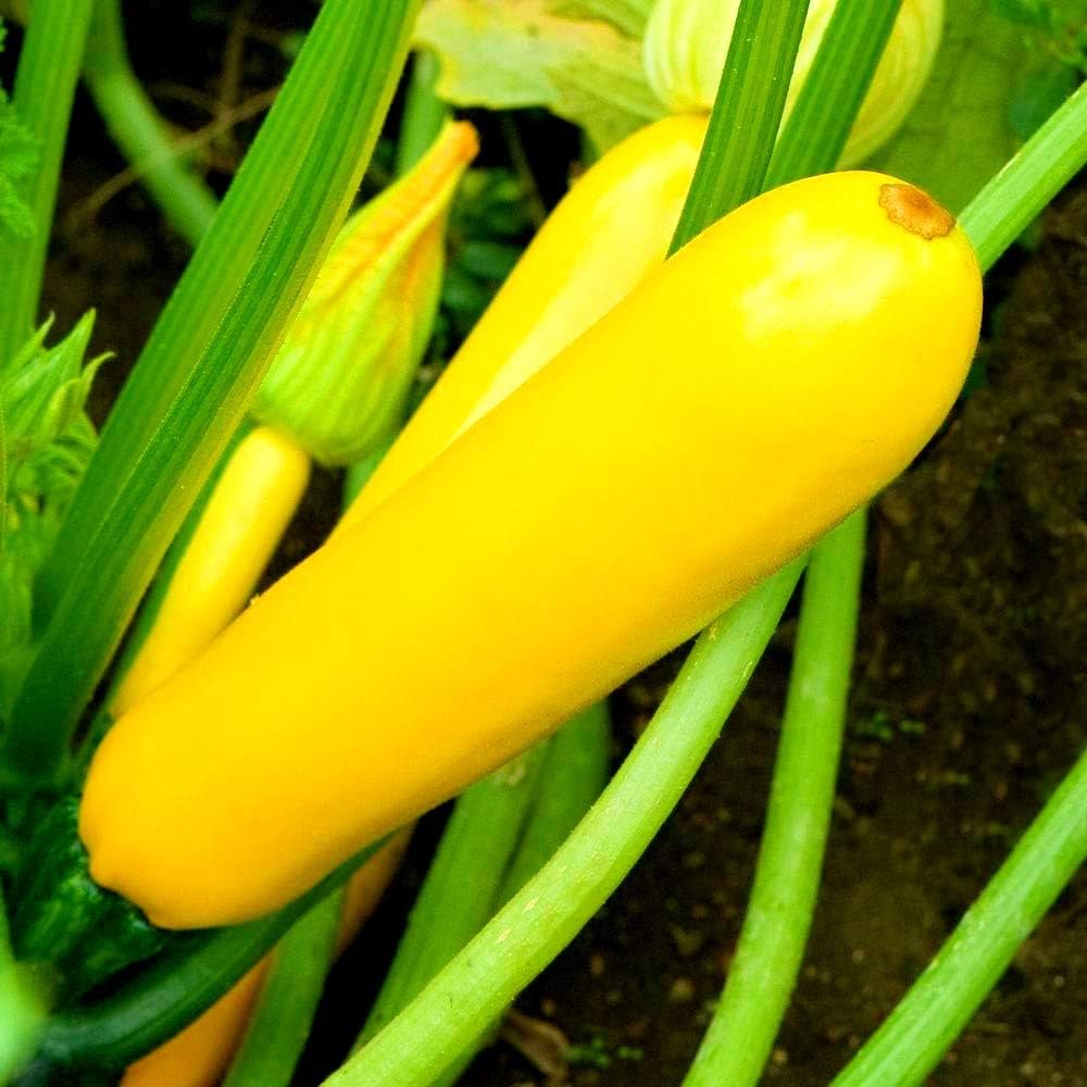 Spaceship Squash plant growing in a vegetable patch