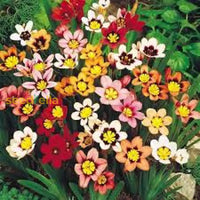 Sparaxis Mix Seeds For Planting  Colorful Garden Flowers Flower