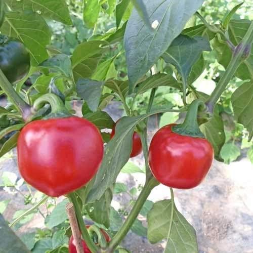 Cherry peppers growing in spice corner