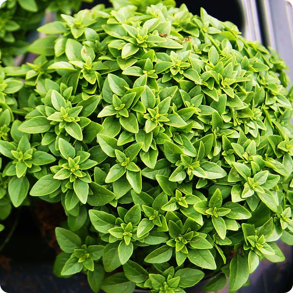 Spicy Bush Basil seeds Ocimum basilicum producing compact round plants