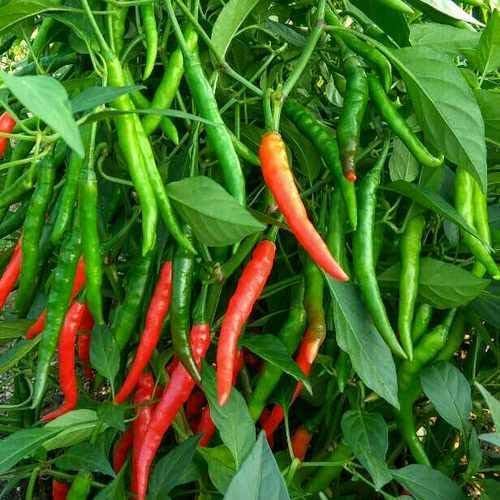 Spicy chili pepper seeds for vegetable gardens