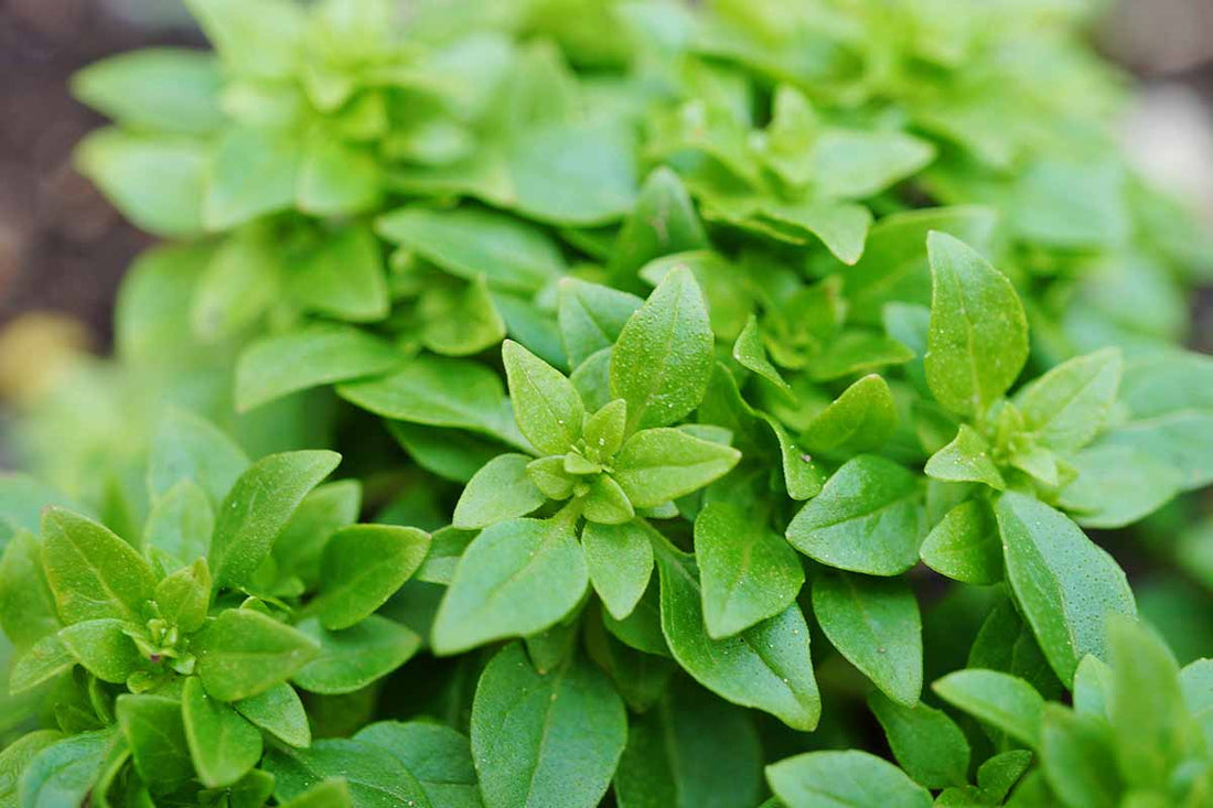 Spicy Globe Basil grown from seeds in patio containers