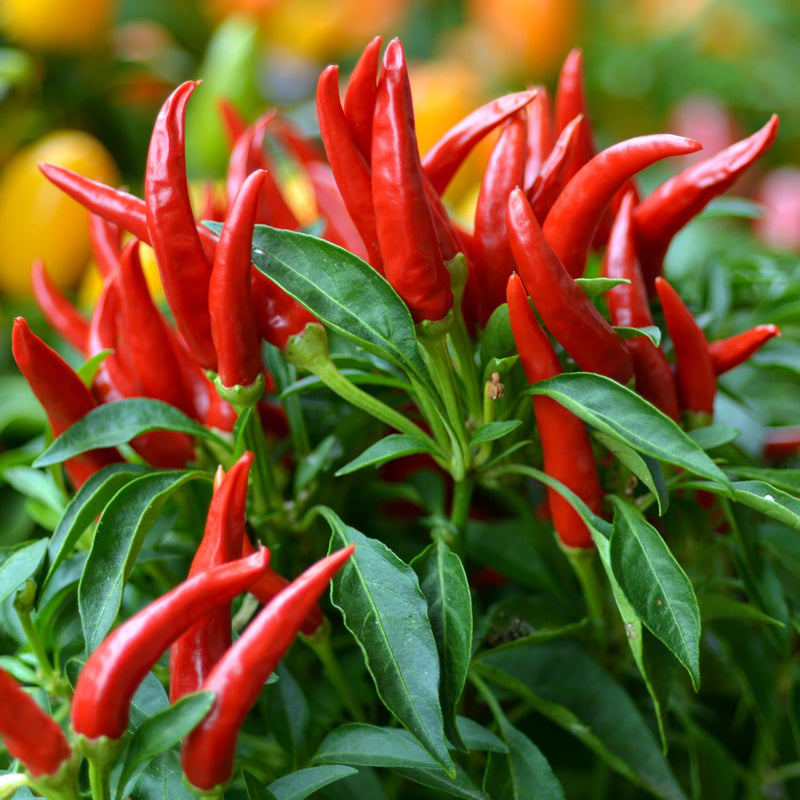 Spicy pepper seeds non GMO for planting
