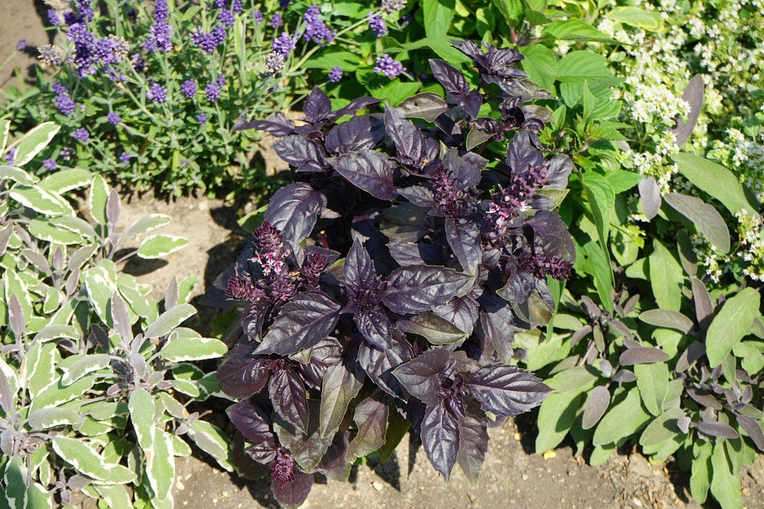 Spicy Red Basil plants with vibrant red-purple leaves