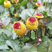 Spilanthes seeds for planting vibrant yellow blooms