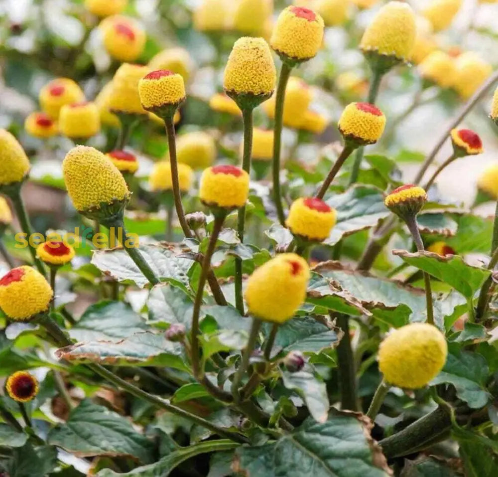 Spilanthes seedlings germinating for home gardens
