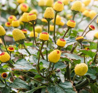 Spilanthes seedlings germinating for home gardens