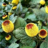 Unique Spilanthes flower blooms grown from seeds