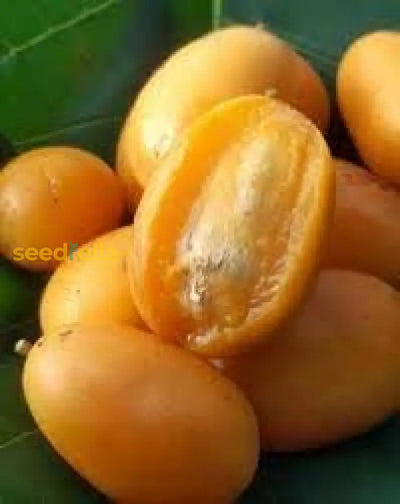 100 Pcs