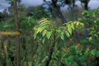 Spondias Fruit Planting Seeds  Grow Tropical Trees At Home