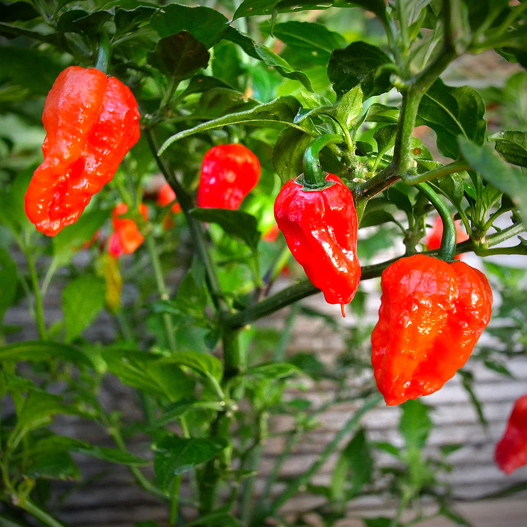 Scorpion Vegetable Seeds for Planting