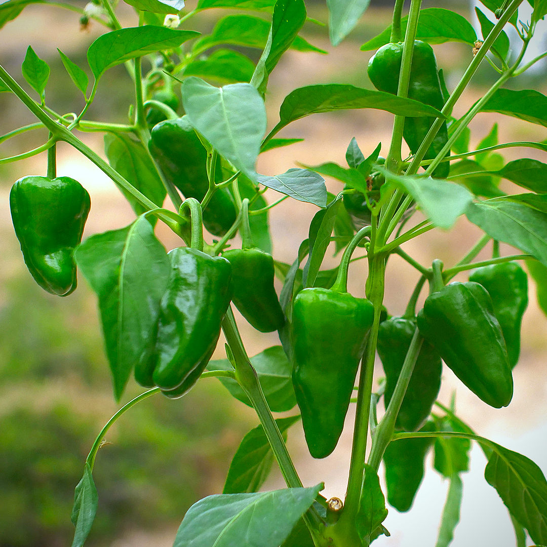 Green Padron Vegetable Seeds for Planting