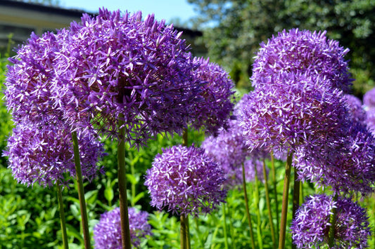 Star of Persia Allium seeds Allium christophii