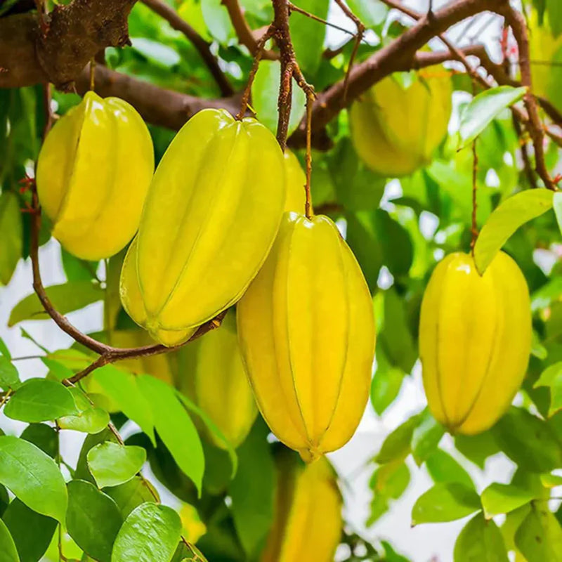 Starfruit tree growth and fruiting guide