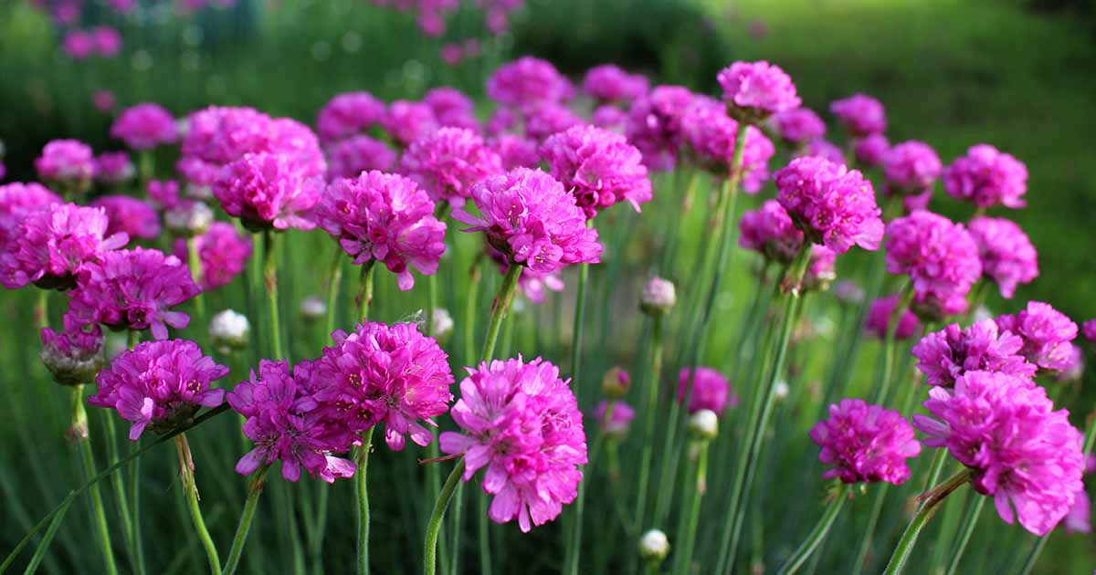 Starting armeria maritima seeds indoors trays