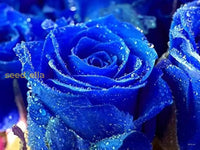 Starting blue rose seeds indoors