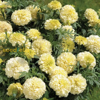 Starting Cream Marigold seeds indoors