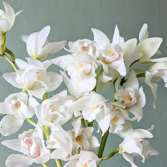 Starting Cymbidium Maxillaria Goeringii seeds indoors
