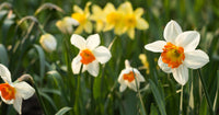 Starting white and orange daffodil seeds with cold stratification