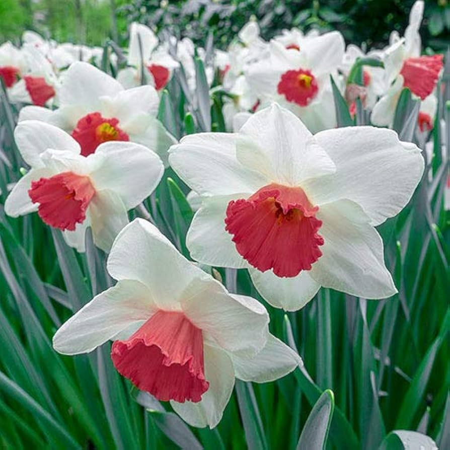 Starting white and red daffodil seeds with stratification