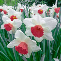 Starting white and red daffodil seeds with stratification