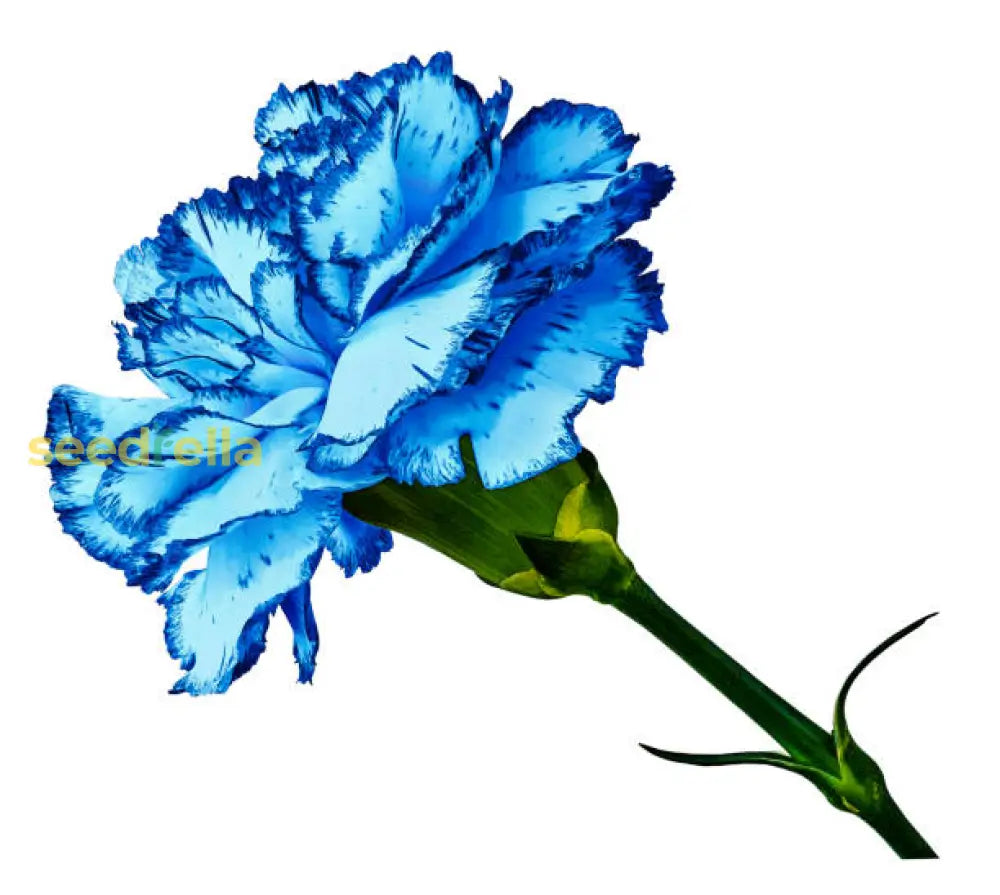 Starting dark blue dianthus seeds indoors
