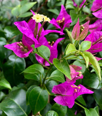 Starting dark violet Bougainvillea seeds indoors