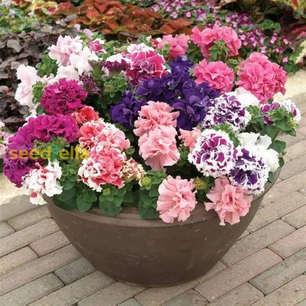 Starting double-petal mixed petunia seeds indoors