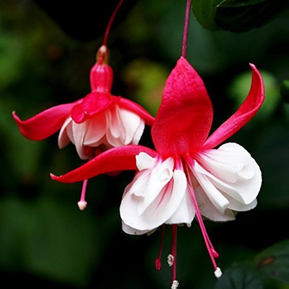 Starting red and white fuchsia seeds indoors