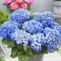 Starting sky blue green geranium seeds indoors