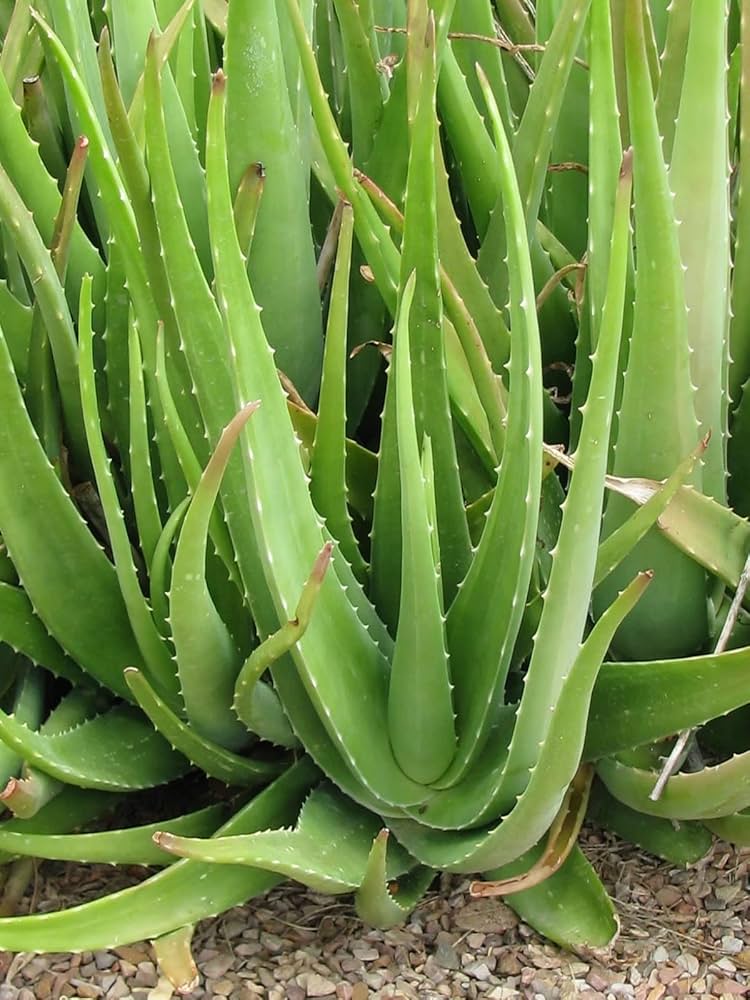 Starting green Aloe Vera seeds indoors