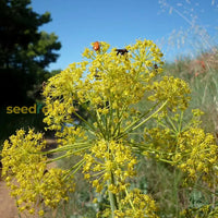 Starting Green Galbanum seeds indoors