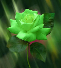 Starting green rose red edge seeds indoors