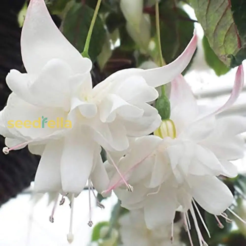 Starting green and white fuchsia seeds indoors